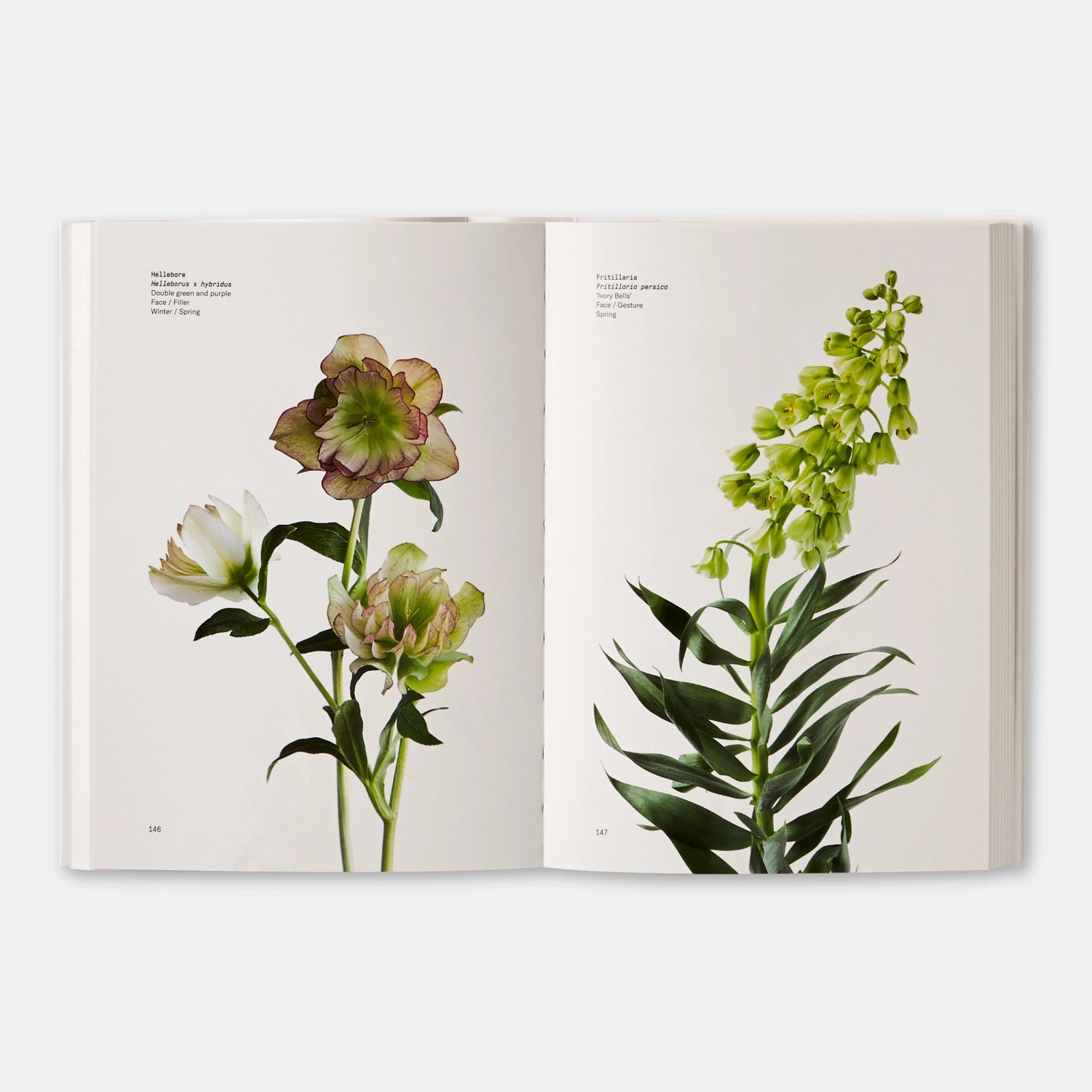 Phaidon · Flower Color Guide | socius design in Rochester, MN