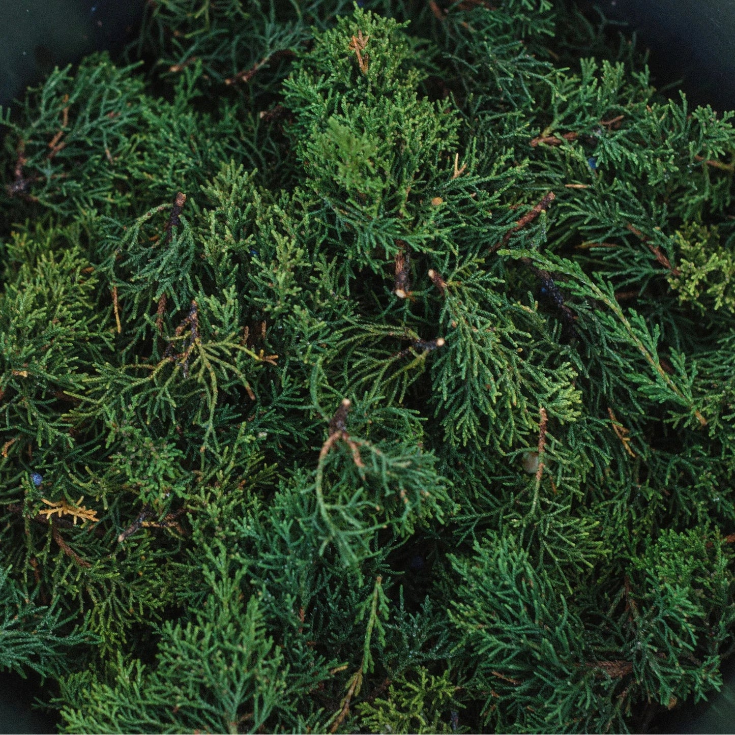 Botnia · Juniper Hydrosol | socius design in Rochester, MN