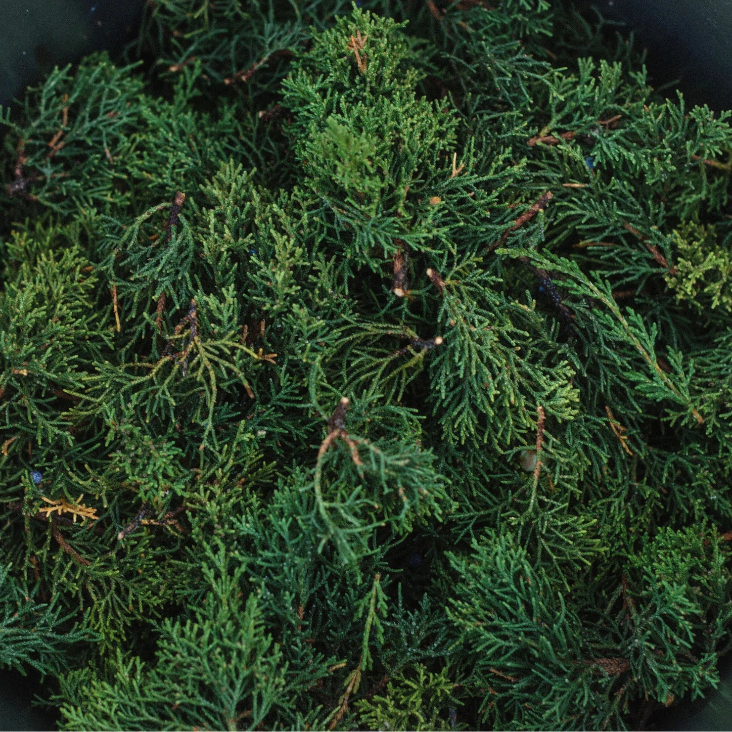 Botnia · Juniper Hydrosol | socius design in Rochester, MN