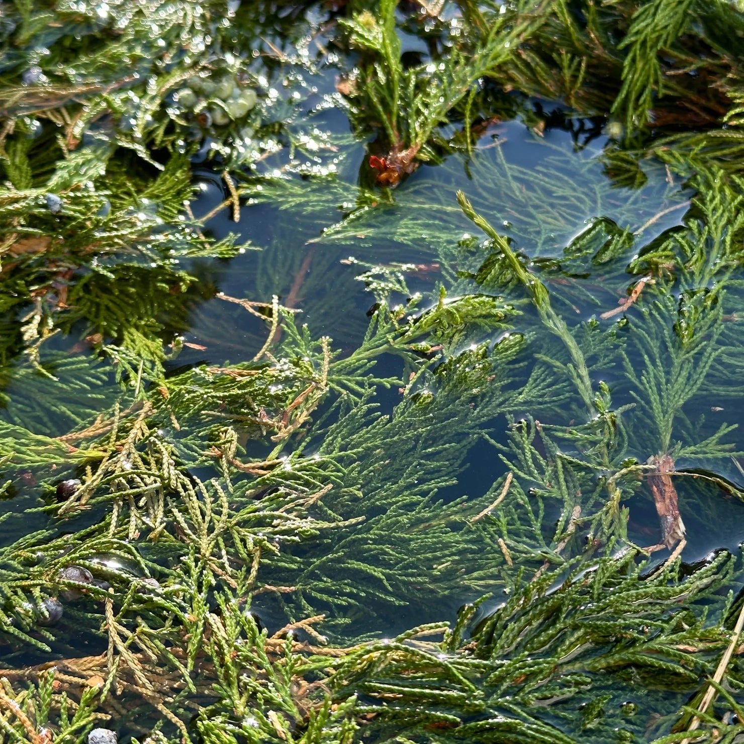 Botnia · Juniper Hydrosol | socius design in Rochester, MN