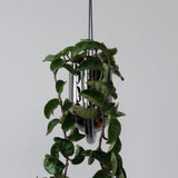 Misewell · Portico Planter | socius design in Rochester, MN