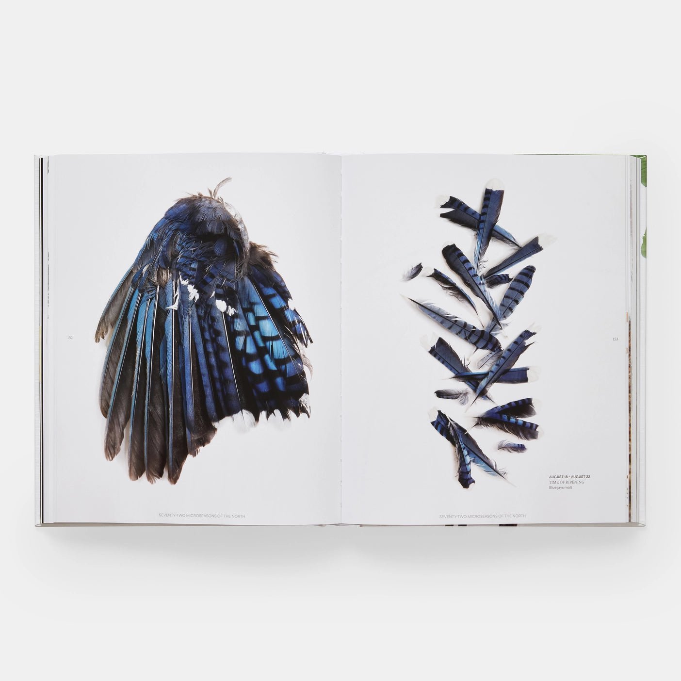 Phaidon · Still: The Art of Noticing, Mary Jo Hoffman | socius design in Rochester, MN