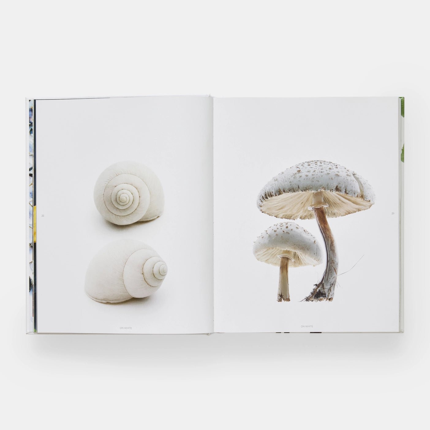 Phaidon · Still: The Art of Noticing, Mary Jo Hoffman | socius design in Rochester, MN