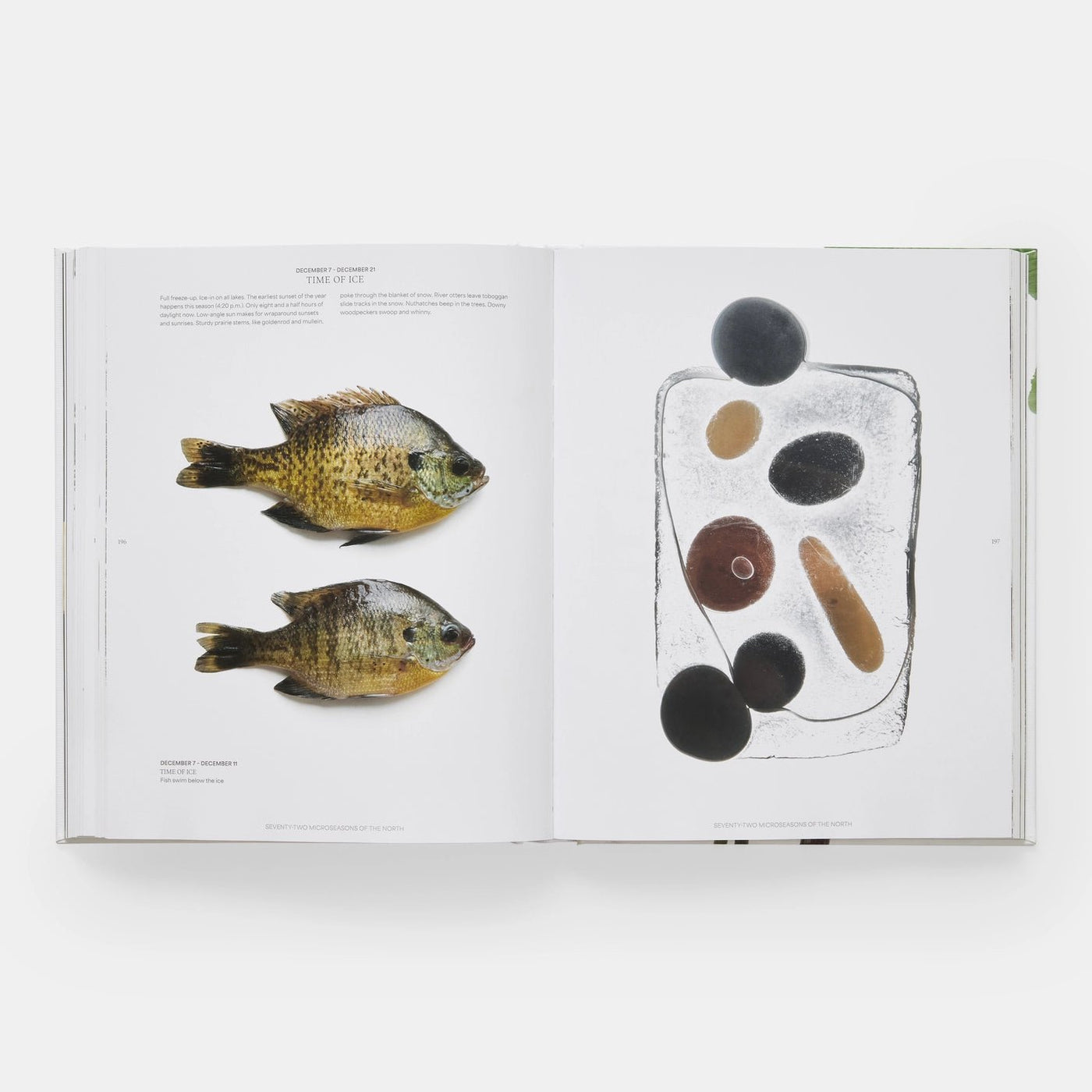 Phaidon · Still: The Art of Noticing, Mary Jo Hoffman | socius design in Rochester, MN