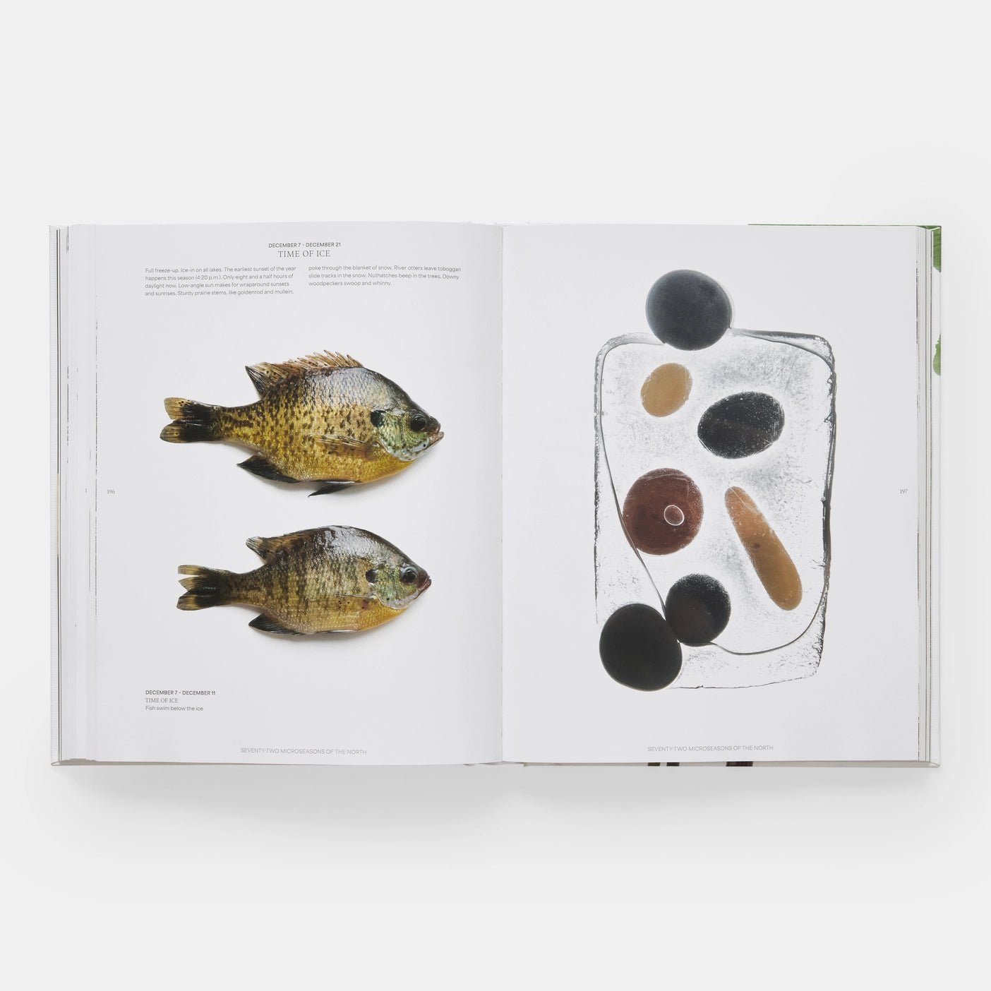 Phaidon · Still: The Art of Noticing, Mary Jo Hoffman | socius design in Rochester, MN