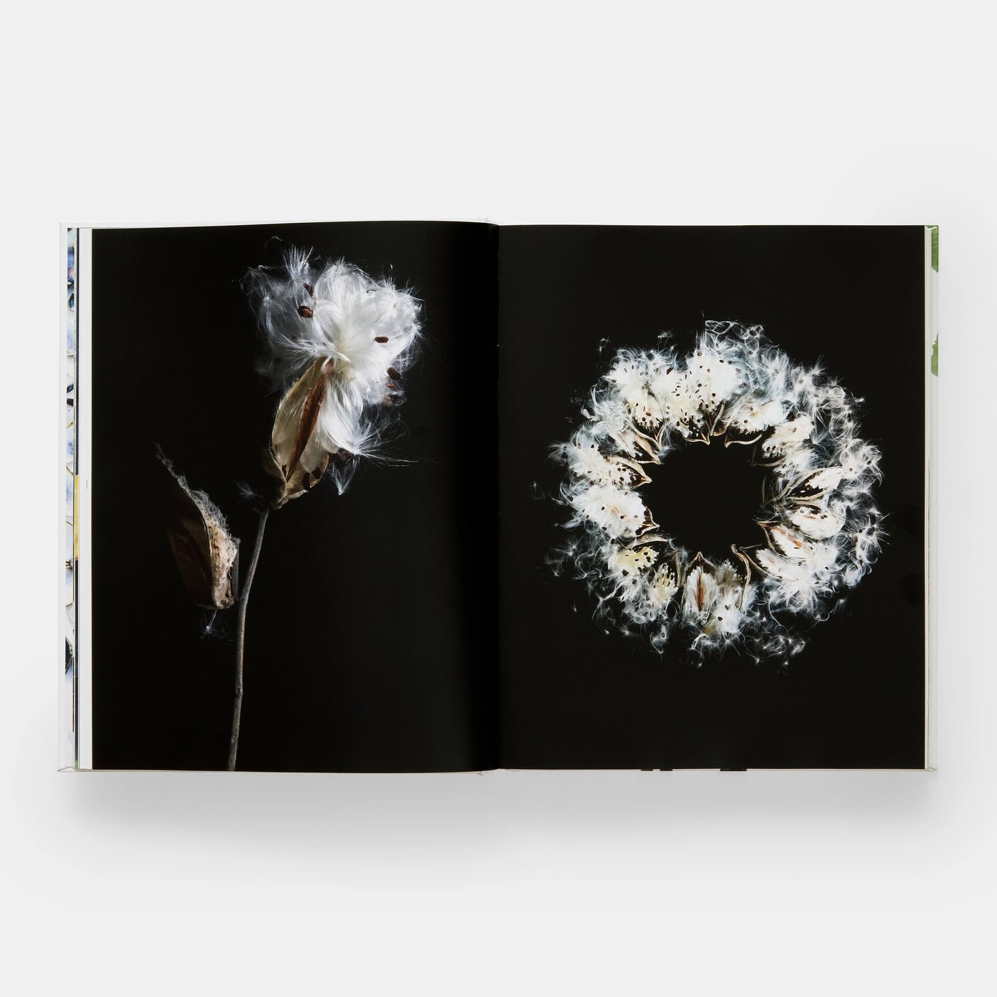 Phaidon · Still: The Art of Noticing, Mary Jo Hoffman | socius design in Rochester, MN