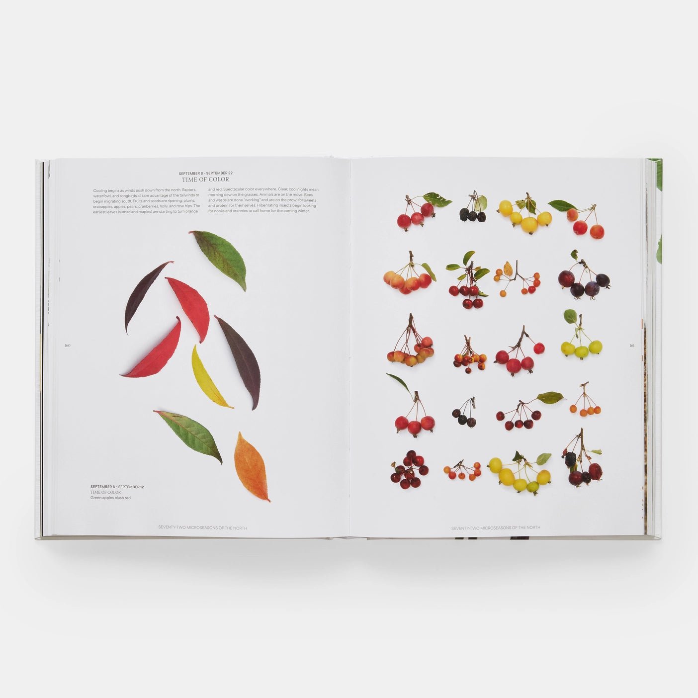 Phaidon · Still: The Art of Noticing, Mary Jo Hoffman | socius design in Rochester, MN