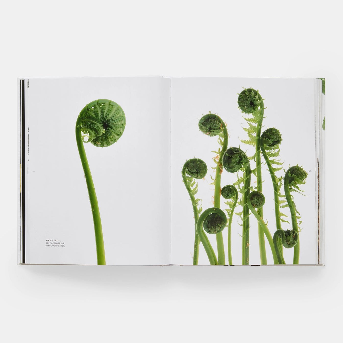 Phaidon · Still: The Art of Noticing, Mary Jo Hoffman | socius design in Rochester, MN