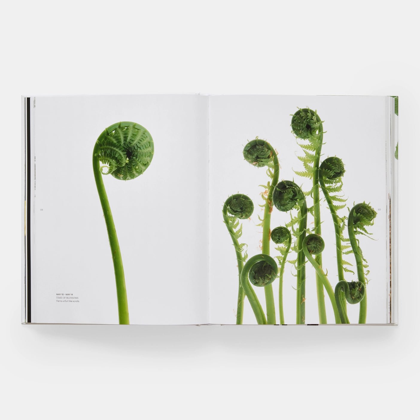 Phaidon · Still: The Art of Noticing, Mary Jo Hoffman | socius design in Rochester, MN