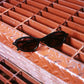 Crap Eyewear · The Marquee Rox | socius design in Rochester, MN