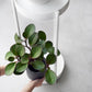 Yamazaki Home · Two - Tier Steel Rolling Plant Stand (28" H) · Yamazaki Home | socius design in Rochester, MN