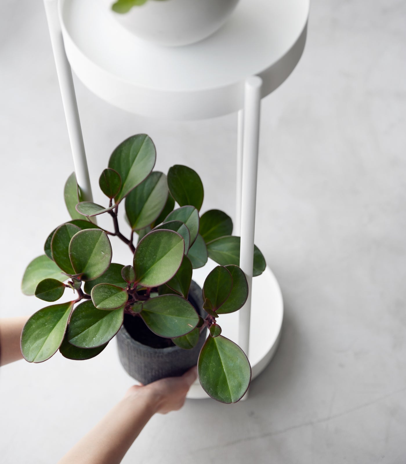 Yamazaki Home · Two - Tier Steel Rolling Plant Stand (28" H) · Yamazaki Home | socius design in Rochester, MN