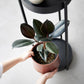 Yamazaki Home · Two - Tier Steel Rolling Plant Stand (28" H) · Yamazaki Home | socius design in Rochester, MN