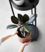 Yamazaki Home · Two - Tier Steel Rolling Plant Stand (28" H) · Yamazaki Home | socius design in Rochester, MN